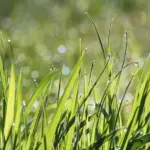 Hvordan vælger jeg den rigtige dekupørsavklinge til mit projekt?